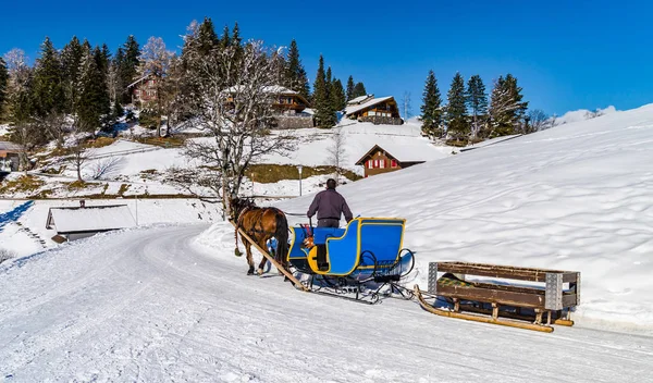 高等山スキー リゾートで馬タクシー — ストック写真