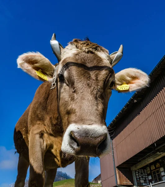 Belles vaches brunes alpines à la ferme — Photo