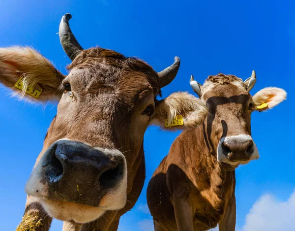 Belles vaches brunes alpines à la ferme — Photo