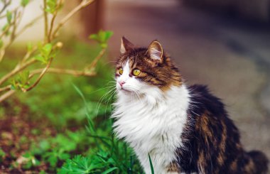 Güneş güzel üç renkli kedi