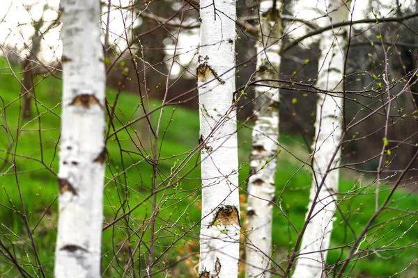 裸の枝、森の春 — ストック写真