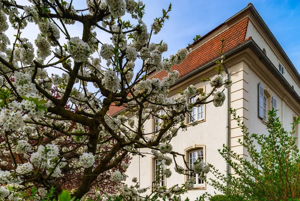 Maison française classique dans quartier résidentiel de Strasbourg, fleuri — Photo