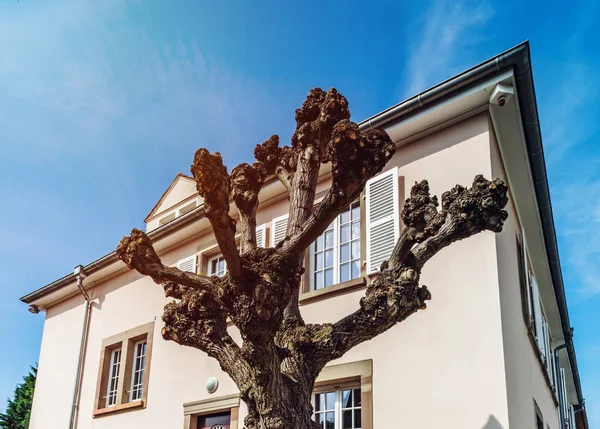 Maison française classique dans quartier résidentiel de Strasbourg, fleuri — Photo