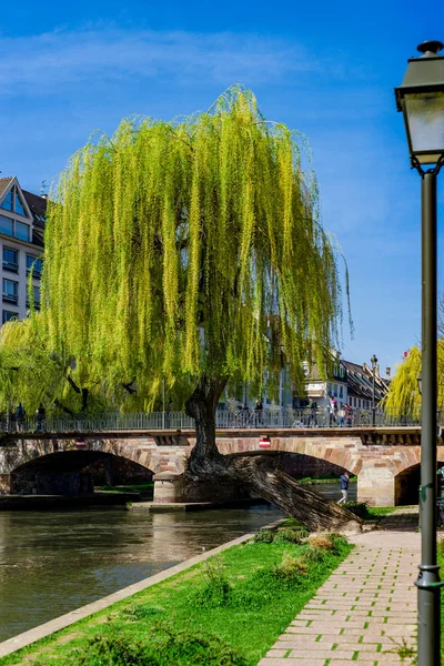 Musim semi berbunga di Strasbourg, pemandangan jalan — Stok Foto