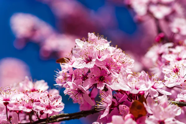 Floraison rose sakura en France, printemps — Photo