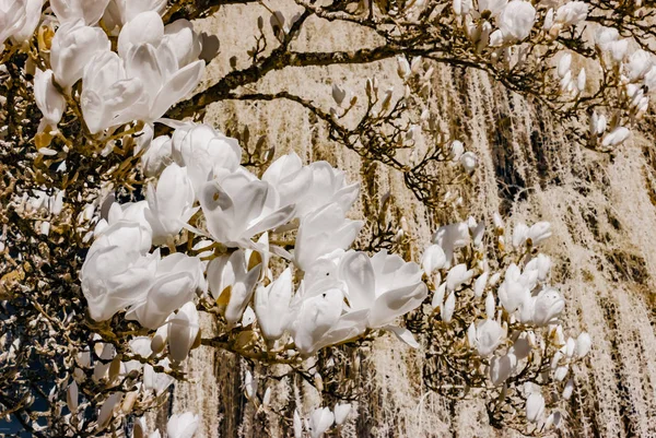 Magnolie blüht in Infrarot-Ansicht — Stockfoto