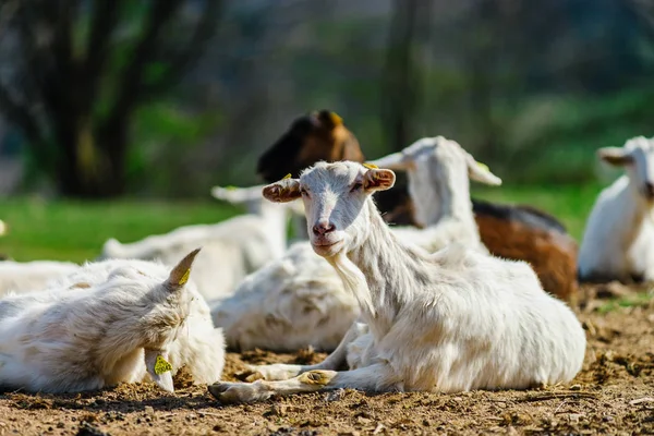 Cabras graciosas en pastizales de tierras agrícolas, día soleado —  Fotos de Stock