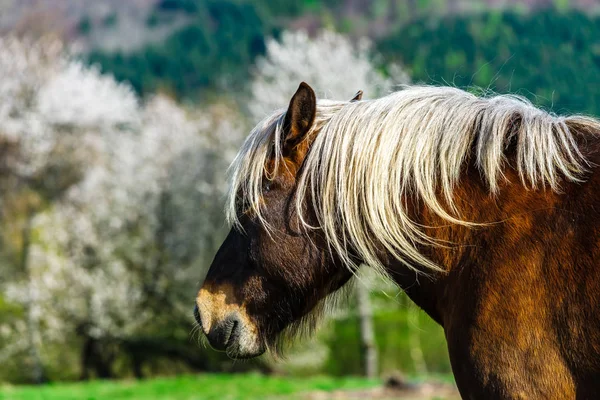 Brabancon caballo belga en las tierras de cultivo, Alsacia, Francia —  Fotos de Stock