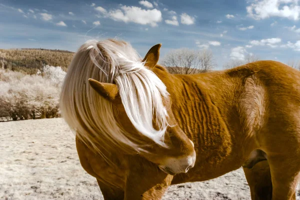 Brabancon belgisches Pferd auf dem Ackerland, Elsass, Frankreich. Kleinkinder — Stockfoto