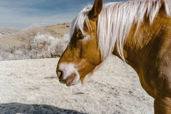 Brabancon Belgisch paard op de landbouwgrond, Elzas, Frankrijk. Infrare — Stockfoto