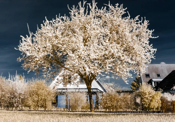 Single blooming cherry tree in infrared view — Stock Photo, Image