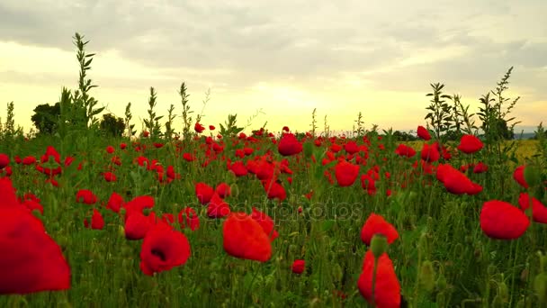 Wunderschönes Feld roter Mohnblüten im Sonnenaufgangslicht — Stockvideo