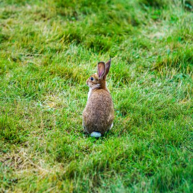 Küçük güzel tavşan'yeşil çimen, çiftlik memeliler