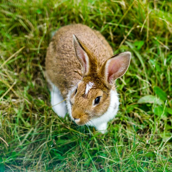 Little beautiful rabbit on green grass, farm mammals — Stock Photo, Image