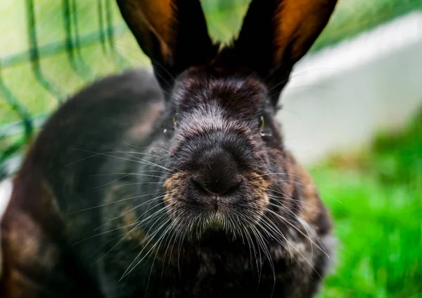Pequeno coelho bonito na grama verde, mamíferos agrícolas — Fotografia de Stock