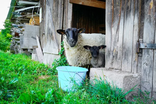 Очаровательная простыня в фермерском доме с мамой — стоковое фото