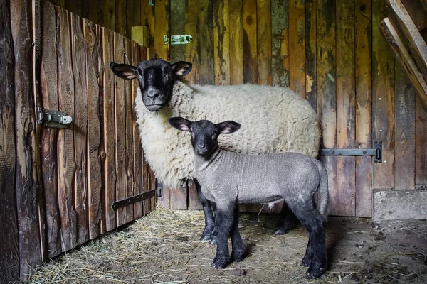 Linda folha adorável na casa da fazenda com a mãe — Fotografia de Stock