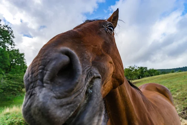 Häst närbild porträtt på bete, sommardag — Stockfoto