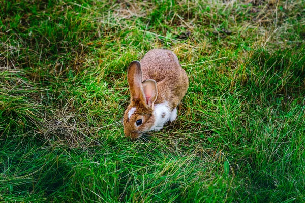 Pequeno coelho bonito na grama verde, mamíferos agrícolas — Fotografia de Stock