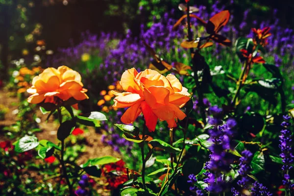 Prachtige kleuren van rozen in de tuin, zomer dag — Stockfoto