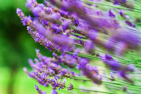 Lavendel violette bloemen in de tuin, zomer dag — Stockfoto