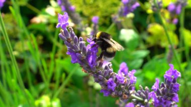 Bumblebee ve lavanta, güneşli gün, doğal yaşamın yavaş hareket görünümü üzerinde uçan arı