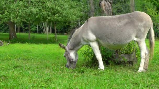 Grauer Esel auf der grünen Wiese in Zeitlupe — Stockvideo