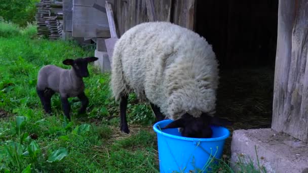 Beau drap adorable dans la maison de ferme avec mère, France — Video