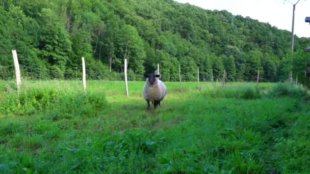 Beau drap adorable dans la maison de ferme avec mère, France — Video