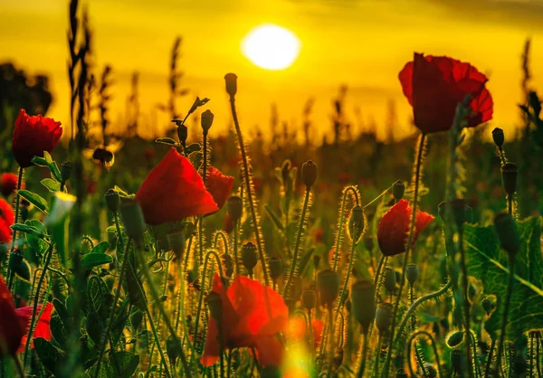 Barevné detailní mák při východu slunce — Stock fotografie