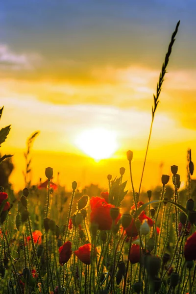 Barevná krajina při západu slunce: slunce, červené vlčí máky a modrá obloha — Stock fotografie