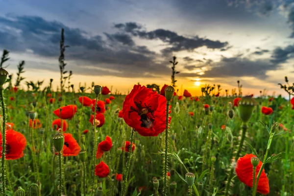 Barevné detailní mák při východu slunce — Stock fotografie