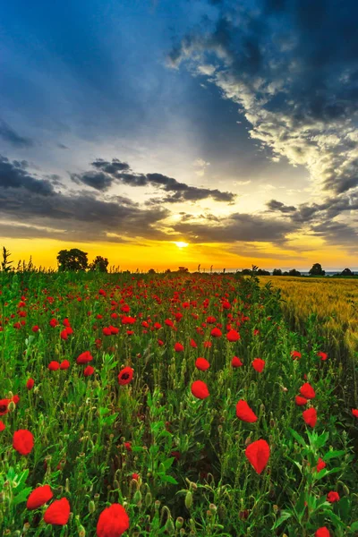 Krásný červený mák polní sunrise panoramatický pohled, Alsasko, Francie — Stock fotografie