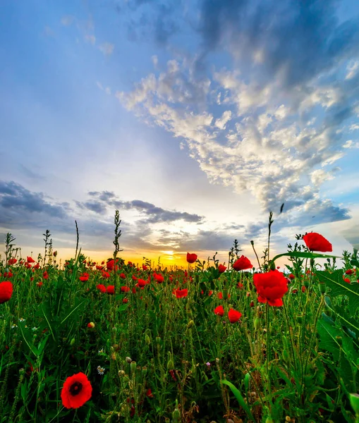 Krásný červený mák polní sunrise panoramatický pohled, Alsasko, Francie — Stock fotografie