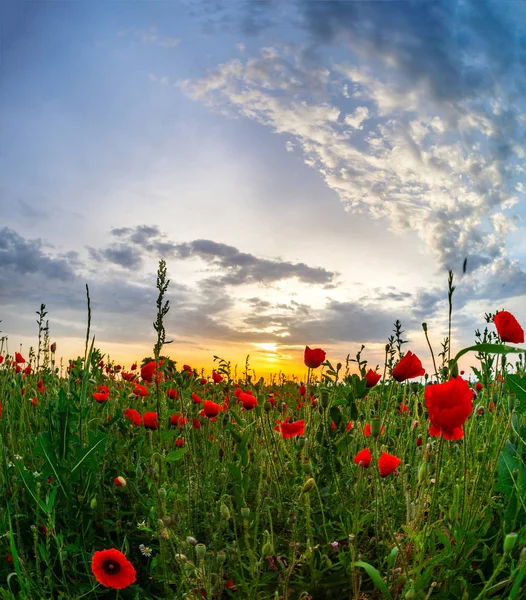 Krásný červený mák polní sunrise panoramatický pohled, Alsasko, Francie — Stock fotografie