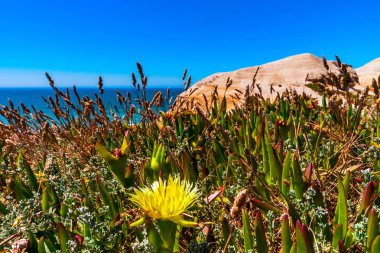 Portekiz okyanus sahil şeridi üzerinde çiçek çiçekler