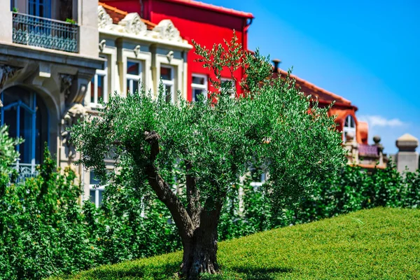 Porto merkezi şehrin yeşil zeytin ağacı — Stok fotoğraf