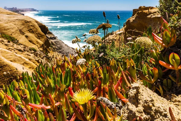 Blossom blommor på oceanens kust i Portugal — Stockfoto