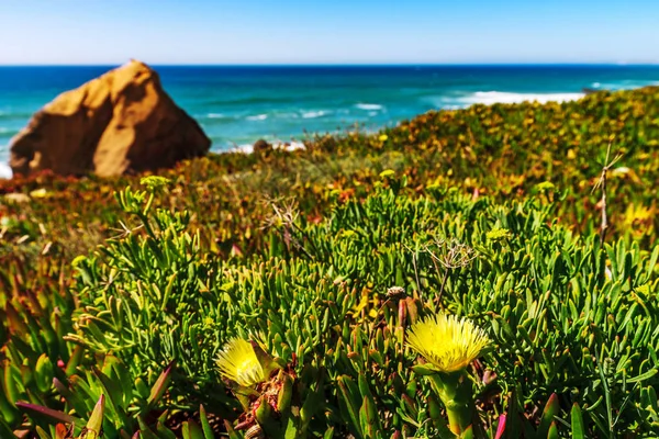 Blossom blommor på oceanens kust i Portugal — Stockfoto