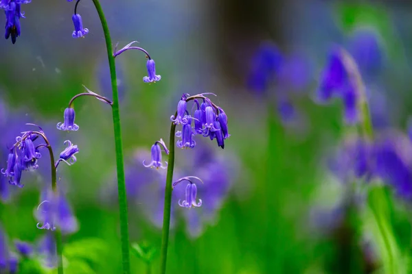 Bosque azul mágico cerca de Bruselas, floración primaveral — Foto de Stock