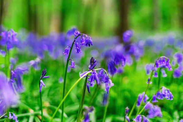 Bosque azul mágico cerca de Bruselas, floración primaveral — Foto de Stock