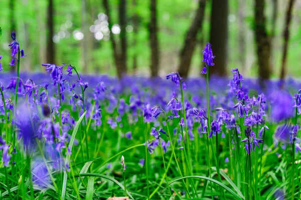Magischer blauer Wald in der Nähe von Bruxelles, Frühlingsblüher — Stockfoto