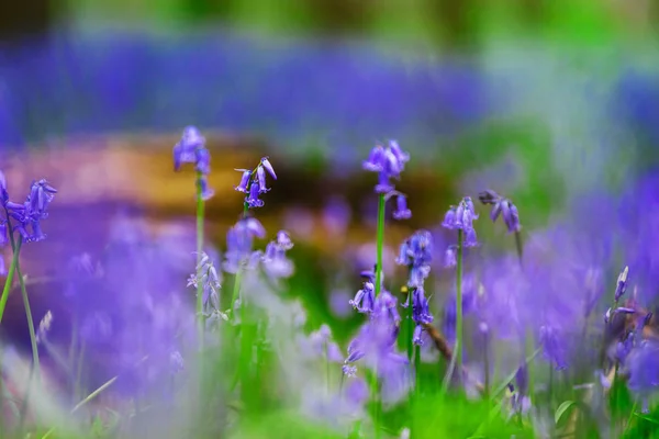 Magische blauwe bos in de buurt van Bruxelles, lente bloeiende — Stockfoto