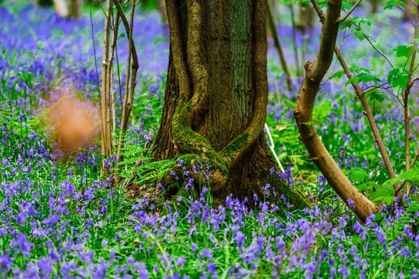 Magischer blauer Wald in der Nähe von Bruxelles, Frühlingsblüher — Stockfoto