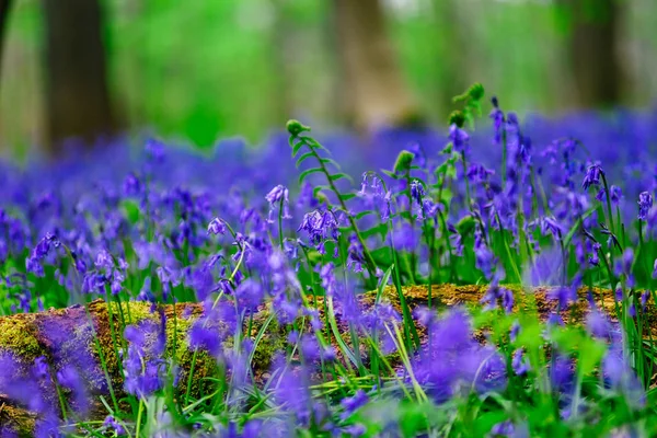 Magische blauwe bos in de buurt van Bruxelles, lente bloeiende — Stockfoto