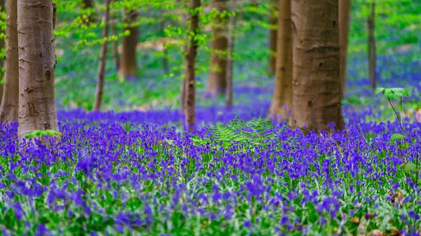 Magischer blauer Wald in der Nähe von Bruxelles, Frühlingsblüher — Stockfoto
