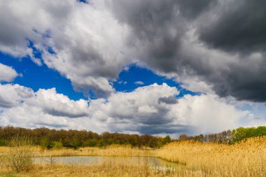 Güneş, güzel kuru spikelets yaz