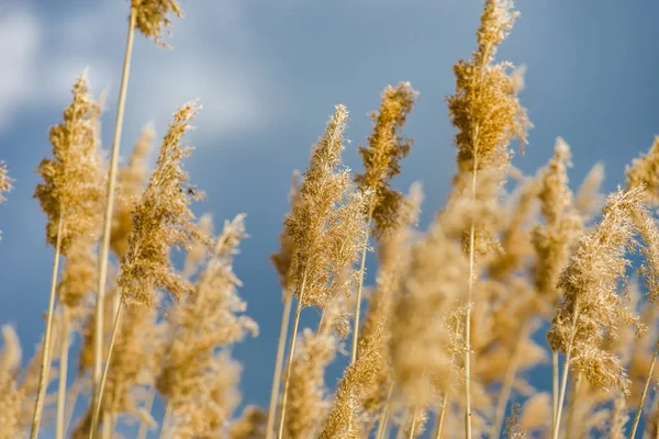 Mooie droge spikelets op de zon, zomer — Stockfoto