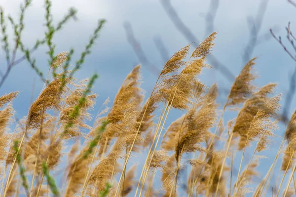 Mooie droge spikelets op de zon, zomer — Stockfoto