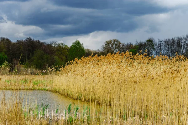 Beautiful dry spikelets on the sun, summertime — Stock Photo, Image